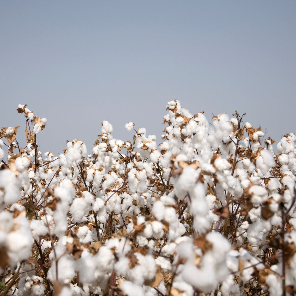 COTTON